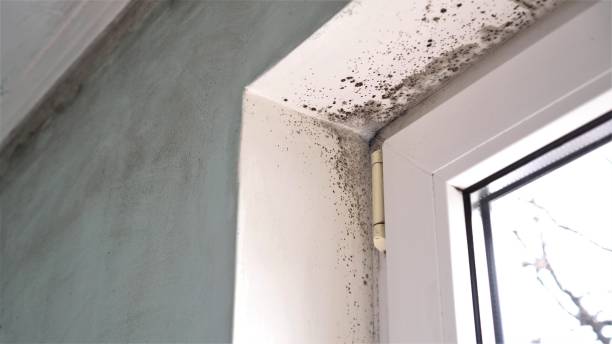 Home Mold Removal in University Of California Davis, CA