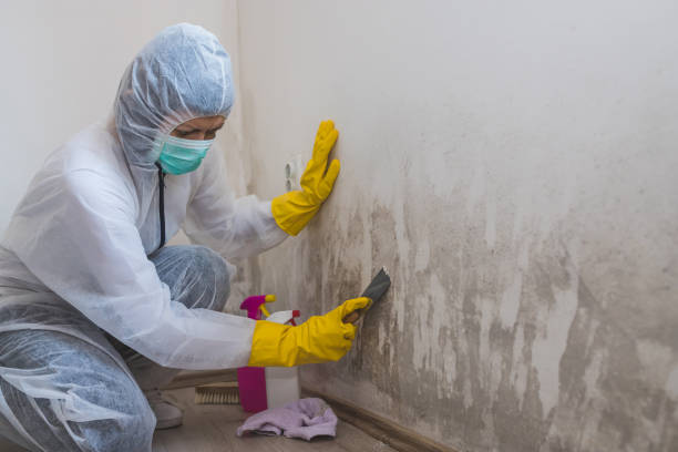 Best Toxic Mold Removal  in University Of Lifornia Davis, CA
