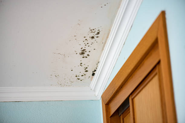 Best Mold Damage Repair  in University Of Lifornia Davis, CA