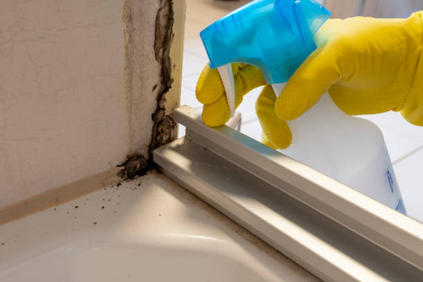 Best Office Mold Removal Services  in University Of Lifornia Davis, CA