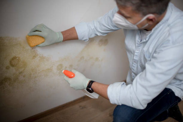 Best Commercial Mold Removal  in University Of Lifornia Davis, CA