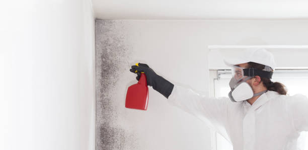 Best Office Mold Removal Services  in University Of Lifornia Davis, CA