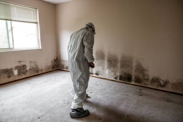 Professional Mold Removal in University Of California Davis, CA