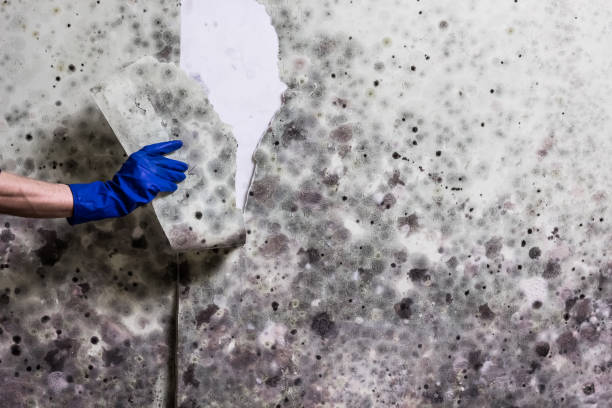 Best Local Mold Removal Service  in University Of Lifornia Davis, CA