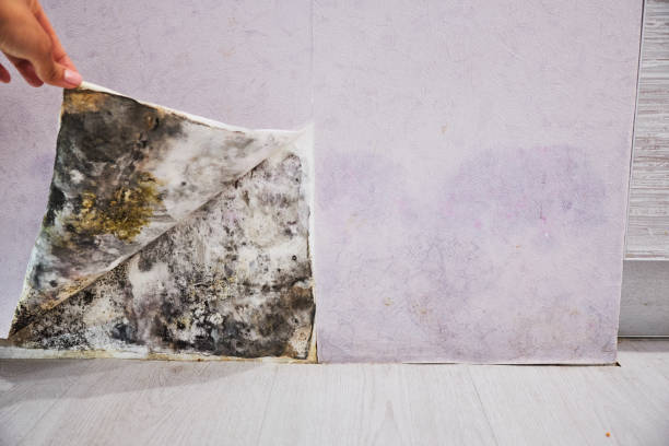 Attic Mold Removal in University Of California Davis, CA